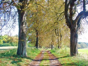 Foto Wanderheld Kastanienallee