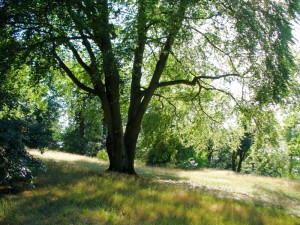 Foto Pilgern für Manager - Natur erleben