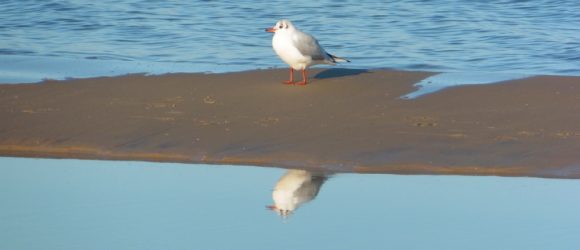 Foto Möve am Strand in Binz - Teamtraining auf Rügen