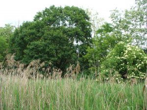 Foto: Friedliche Natur im Frühjahr