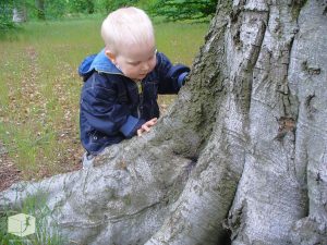 Foto: Buche mit Menschenkind, Heilung