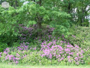 Foto Etwas mehr Rhododendron 