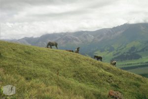 Foto Pferde auf der Weide