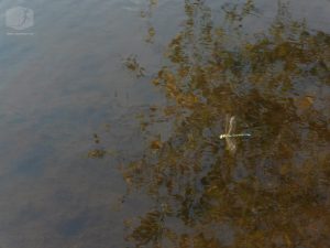 Foto Libelle über dem Wasser