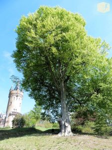 Foto Buche im Park Babelsberg mit Flatowturm